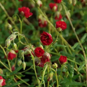 

Солнцецвет Амабилен Пленум монетолистный