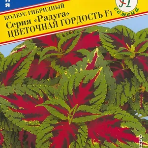 

Колеус Радуга Цветочная гордость F1 10 шт, Семена Престиж