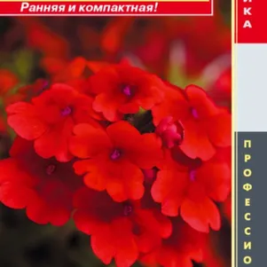 

Вербена Кварц Скарлет F1 гибридная (серия Quartz XP) 5 шт, Плазменные семена