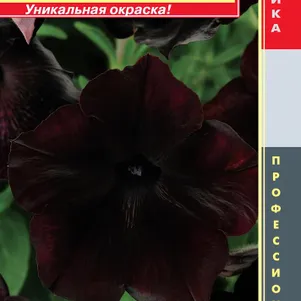 

Петуния Блэк Черри многоцветковая F1 (серия Debonair) 5 шт, Плазменные семена