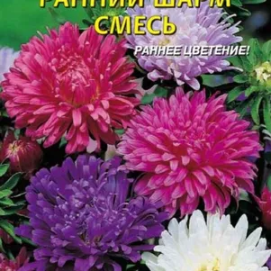 

Астра Ранний Шарм смесь 0,3 г, Плазменные семена