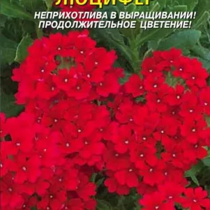 

Вербена Люцифер 0,05 г, Плазменные семена