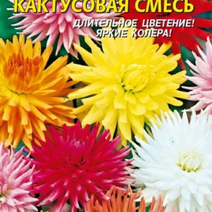 

Георгина Кактусовая 12 шт, Плазменные семена