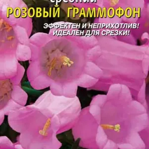 

Колокольчик Розовый граммофон средний 0,1 г, Плазменные семена