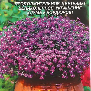 

Лобелия Мисс Клибран 0,03 г, Плазменные семена