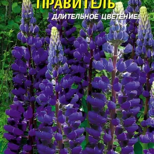 

Люпин Правитель многолетний 0,45 г, Плазменные семена