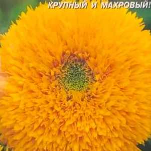 Подсолнечник Золотое солнце 10 шт Плазменные семена 29₽