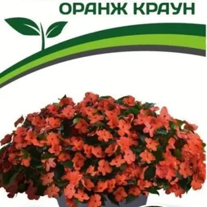 

Бальзамин Оранж Краун F1 Уоллера крупноцветковый 5 шт. Семена Партнер