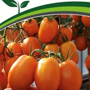 

Томат Фараденза F1 10 шт. Семена Партнер