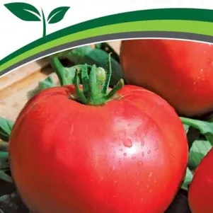 

Томат Титатник F1 10 шт. Семена Партнер