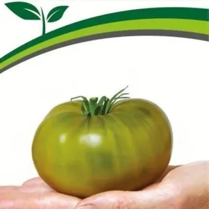 

Томат Зеленая Тайна Личинки 5 шт. Семена Партнер