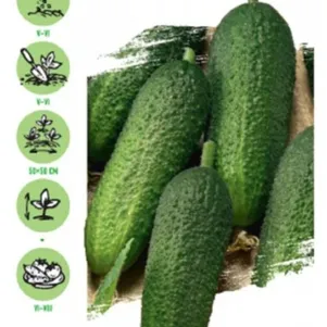 

Огурец Гармонист F1 10 шт. корнишон ЦП Семена Гавриш