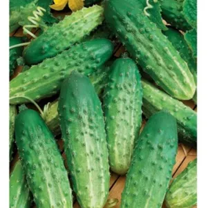

Огурец Журавленок F1 10 шт. ЦП Семена Гавриш