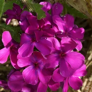 

Флокс Никольский