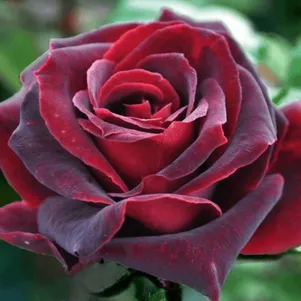 

Роза Блэк Баккара чайно-гибридная