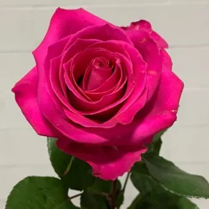 

Роза Топаз чайно-гибридная