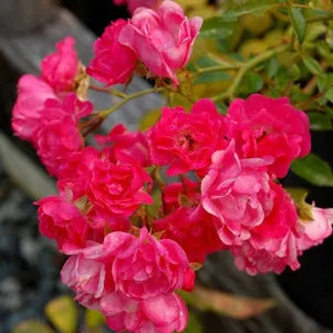 

Роза Лавли Фейри спрей