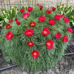 

Пион узколистный