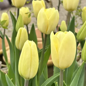 

Тюльпан Крим Фреш Триумф 5шт