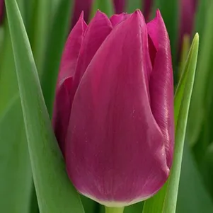 

Тюльпан Эмбрейс Триумф 5шт