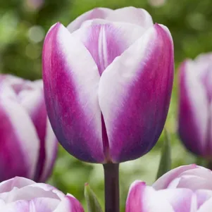 

Тюльпан Либрие Триумф 5шт