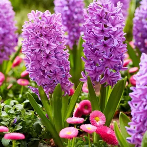 

Гиацинт Пурпл Войс 3 шт