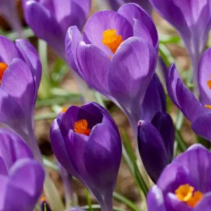 

Крокус Блю Оушн крупноцветковый 5 шт