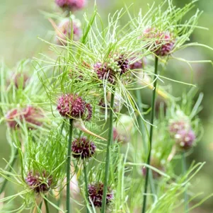 

Лук декоративный Виниле Хайр 5 шт