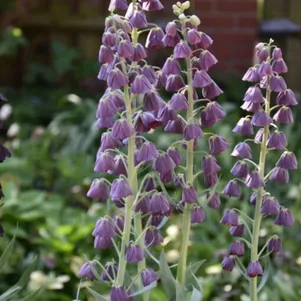 

Рябчик Пурпл Фаворит персидский 1 шт