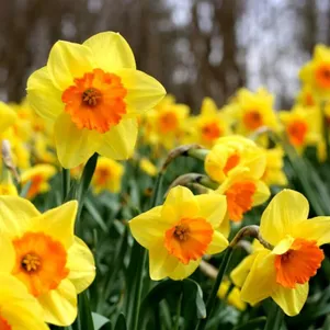 

Нарцисс Фортиссимо крупнокорончатый 3 шт