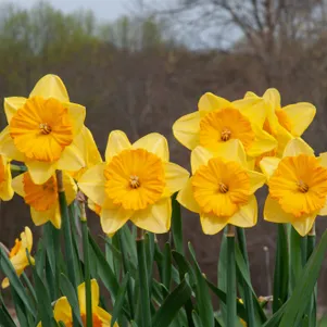 

Нарцисс Прайд оф Лайонс крупнокорончатый 2шт.