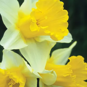 

Нарцисс Виктория крупнокорончатый 2шт.