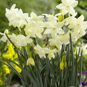 

Нарцисс Мунлайт Сенсейшн 3 шт