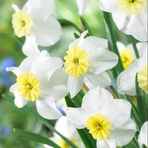 

Нарцисс Сеговиа 3 шт