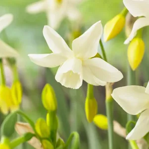 

Нарцисс Старлайт Сенсейшн 3 шт