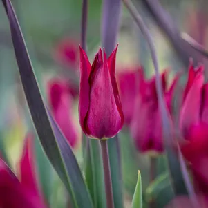 

Тюльпан Пурпл Харт лилиецветный 4шт