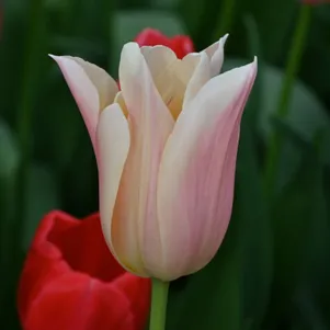 

Тюльпан Санне Триумф 3 шт