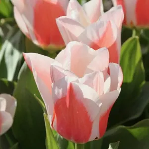 

Тюльпан Виллем Ван Дер Аккер Грейга 3 шт