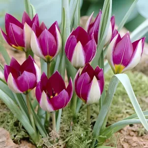 

Тюльпан Персиан Перл карликовый 5 шт