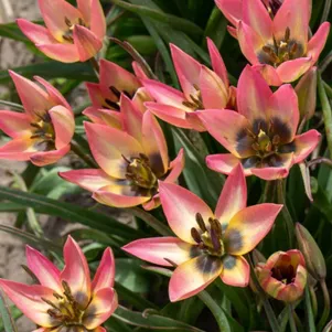 

Тюльпан Даник лилиецветный 5шт