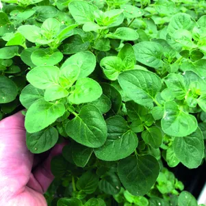 

Душица Витара Грин