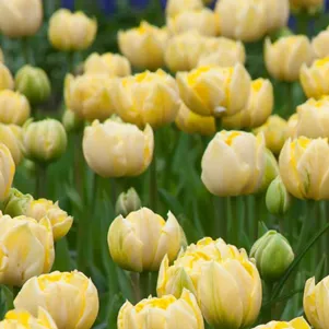 

Тюльпан Еллоу Маунтин махровый поздний 2 шт