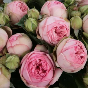 

Роза Чарминг Пиано чайно-гибридная