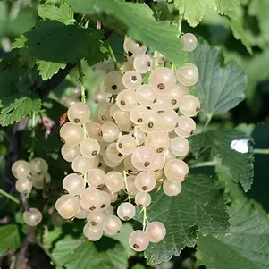 

Смородина Беляна белая