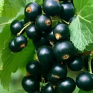 

Смородина Калиновка черная