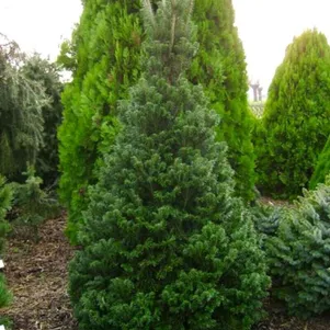 

Пихта белая Компакта