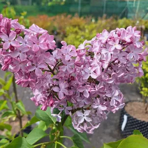 

Сирень Принцесса Стурдза