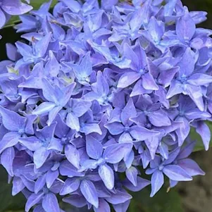 

Гортензия Товелит крупнолистная