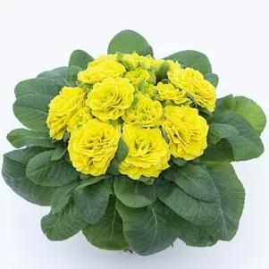 

Примула Беларина Дей Глоу Еллоу