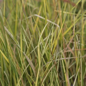 

Вейник Ингланд